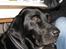 Labrador retriever Sammi R.I.P  - Er der ingen der vil nusse mig ? :´) <3