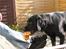 Labrador retriever Sammi R.I.P  - Mig og mit smukke pive dyr <3