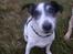 Jack russell terrier Funny R.I.P