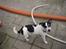 Jack russell terrier Funny R.I.P