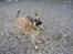 Blanding af racer Græsk gadehund, Ronja