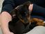 Dvaergpinscher Vedhauges Zhiro