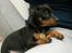 Dvaergpinscher Vedhauges Zhiro