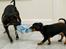 Dvaergpinscher Vedhauges Zhiro