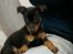 Dvaergpinscher Vedhauges Zhiro