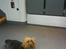 Australsk terrier Cosmo - Mooar, det her tog bumler! Klag til DSB!