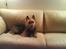 Australsk terrier Cosmo