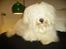 Coton de tulear Super Carla