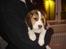 Beagle Kosmo - Her er jeg næsten lige kommet hjem - det hele er lidt nyt...