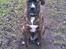 Blanding af racer Baloo mastiff / boxer - Smiiil ! :b