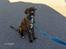 Blanding af racer Baloo mastiff / boxer - Her sidder jeg :b