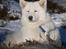Samojedhund Audi 