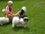 Tibetansk spaniel No-Ma (Sommerlyst)