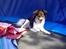 Papillon Blanding ¤¤Mons<3¤¤