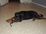 Rottweiler Qato         R.I.P - He he jeg nedlagde selv knægtens bælte :)