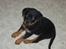 Rottweiler Qato         R.I.P - Jamen han er da bare dejlig