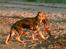 Schæferhund Kento (R.I.P 02.09.09) - her er så vores Kento. dejlig hund