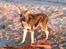 Schæferhund Kento (R.I.P 02.09.09) - i dag lærte jeg at vandet ikke var farligt