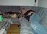 Schæferhund Kento (R.I.P 02.09.09) - her sover jeg også med far