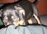 Blanding af racer Fraya R.I.P 26/4-2011 - her kommer jeg..