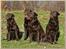 Labrador retriever Baloo - Her er lidt af Baloo`s familie.Fra højre er det Baloo så er det storebror,en kuld bror og så er der mor Soffy til venstre