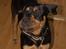 Blanding af racer  Whisky * R.I.P * - mmm gnaske gnaske.. godbidden smager godt..