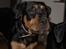Blanding af racer  Whisky * R.I.P * - Giv mig en godbid til..