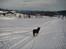 Finsk hyrdehund Petra - Langrendstur i Skeikampen Norge 2008