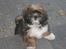 Lhasa apso gizmo - hej her kommer jeg ;O)