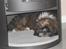 Lhasa apso gizmo - min lille hule 