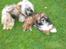Lhasa apso gizmo - min bedste legekammerat , er hun ikke skøn ??? 