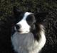 Border collie Jewel