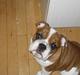 Engelsk bulldog Hannibal