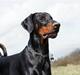 Dobermann G.O.F. Brilliant Boris