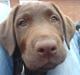 Labrador retriever Balder 