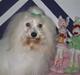 Coton de tulear Jegums Princess Cuti Pie