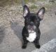 Fransk bulldog ludvig