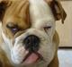 Engelsk bulldog Buller