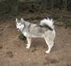 Alaskan malamute Mollie