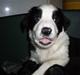 Border collie Melvin