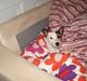 Jack russell terrier Tikka