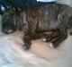 Staffordshire bull terrier taz