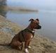 Amerikansk staffordshire terrier Walter