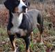 Entlebucher sennenhund Hannah