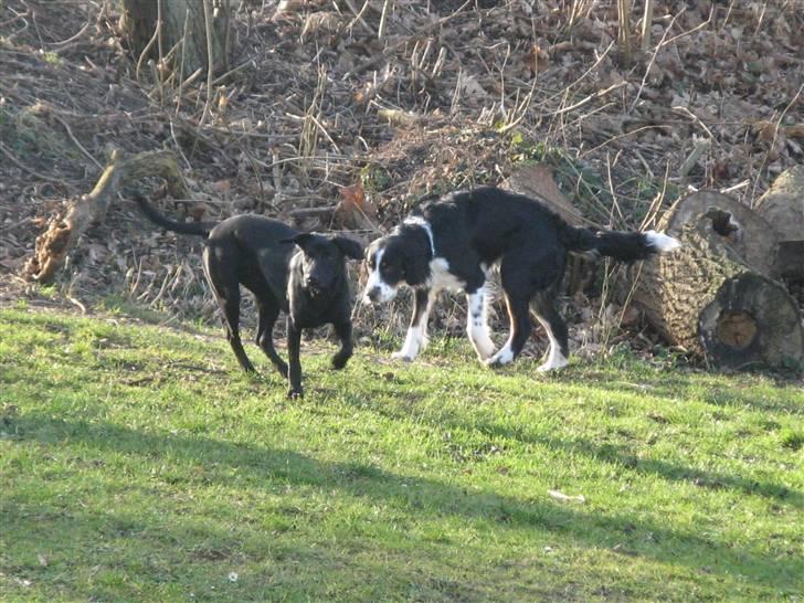 Blanding af racer **Viggo** billede 10