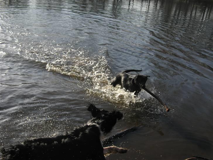 Blanding af racer **Viggo** - HA! xD Jeg lader Jeaci løbe ud i vandet og hente pinden, og så overfalder jeg hende og tar pinden! xD MUHAHAHAHA! Genial plan! xD billede 11