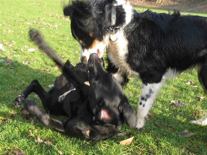 Blanding af racer **Viggo** - Hmmm.. Viggo? Nu skal du ikk være for voldelig! xD billede 12