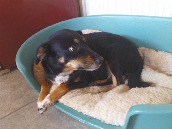 Dansk svensk gaardhund Molly<33 billede 10