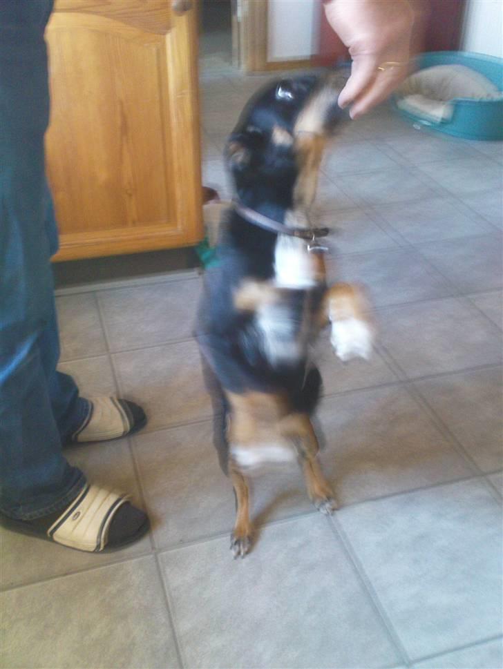 Dansk svensk gaardhund Molly<33 billede 11