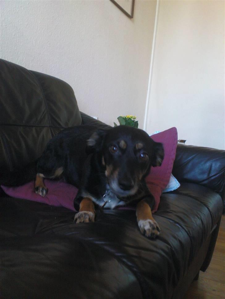 Dansk svensk gaardhund Molly<33 billede 12